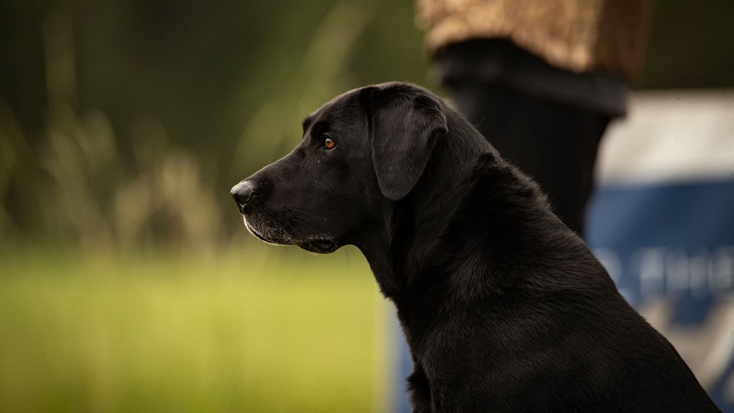 Super Retriever Series The best sporting dogs on this