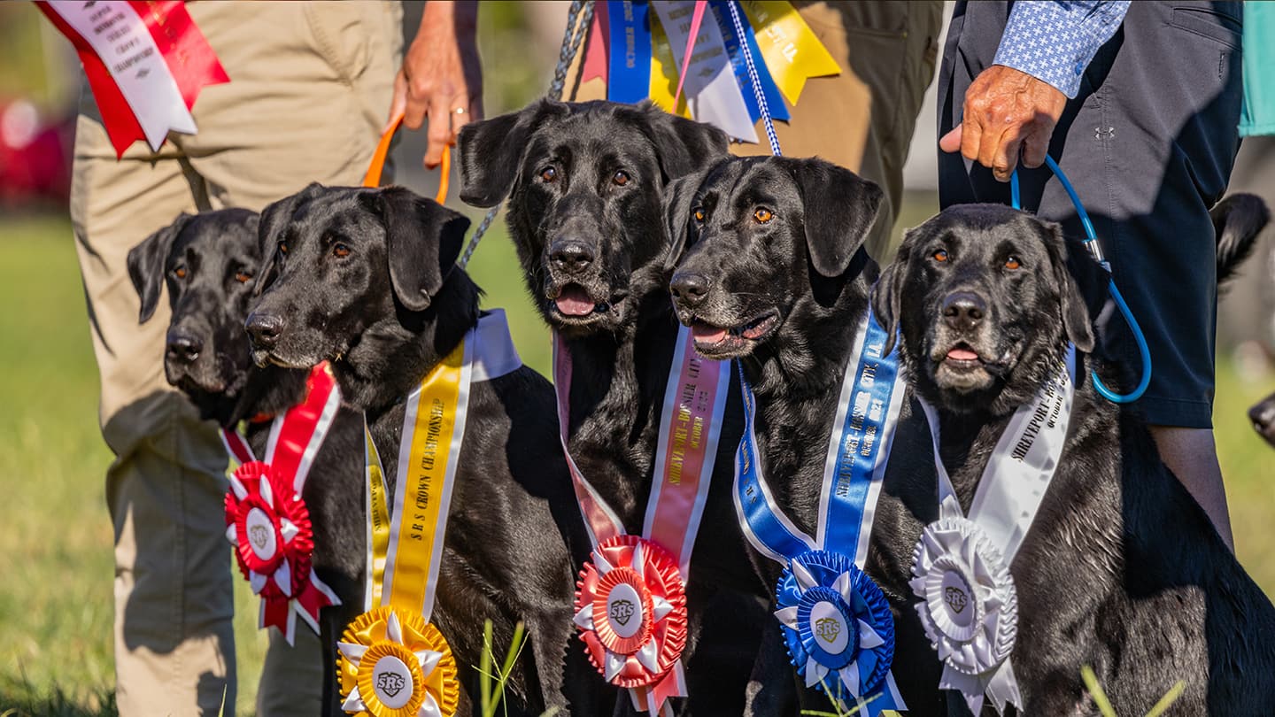 Super Retriever Series The best sporting dogs on this